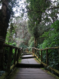Greenery at the summit of Doi Inthanon, Thailand's highest mountain