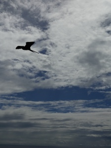 A soaring frigatebird against a featureful sky