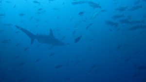 A hammerhead shark (photo courtesy of Eagleray Dives)